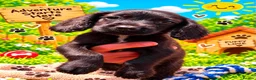 Cocker Spaniel dogs for sale: 2 stunning cocker spaniel brother pups available  in Southampton - Advert 2