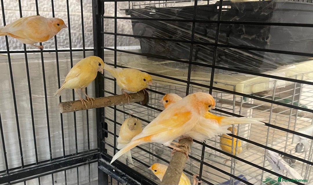 Canaries birds for sale: Red Mosaic Canaries - Image 5
