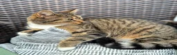 Mixed Breed cats for sale: Adorable Kittens for sale - Advert 27