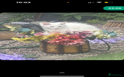 Mixed Breed cats for sale: FOR SALE!! cats and kittens x - Image 6