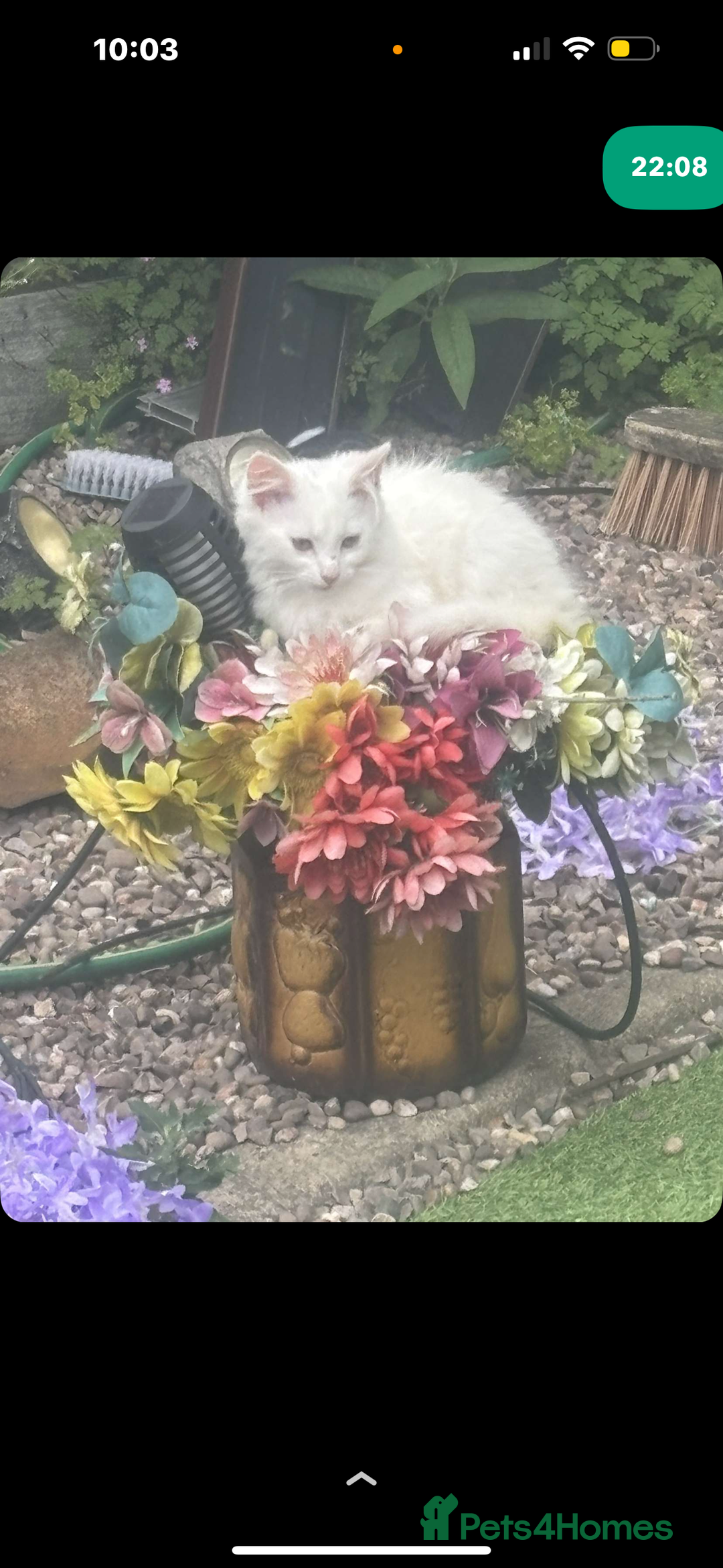 Mixed Breed cats for sale: FOR SALE!! cats and kittens x - Image 6