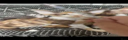 Devon Rex cats for sale: Enchantirex Devon Rex – 2026 Waiting List Now Open - Advert 26