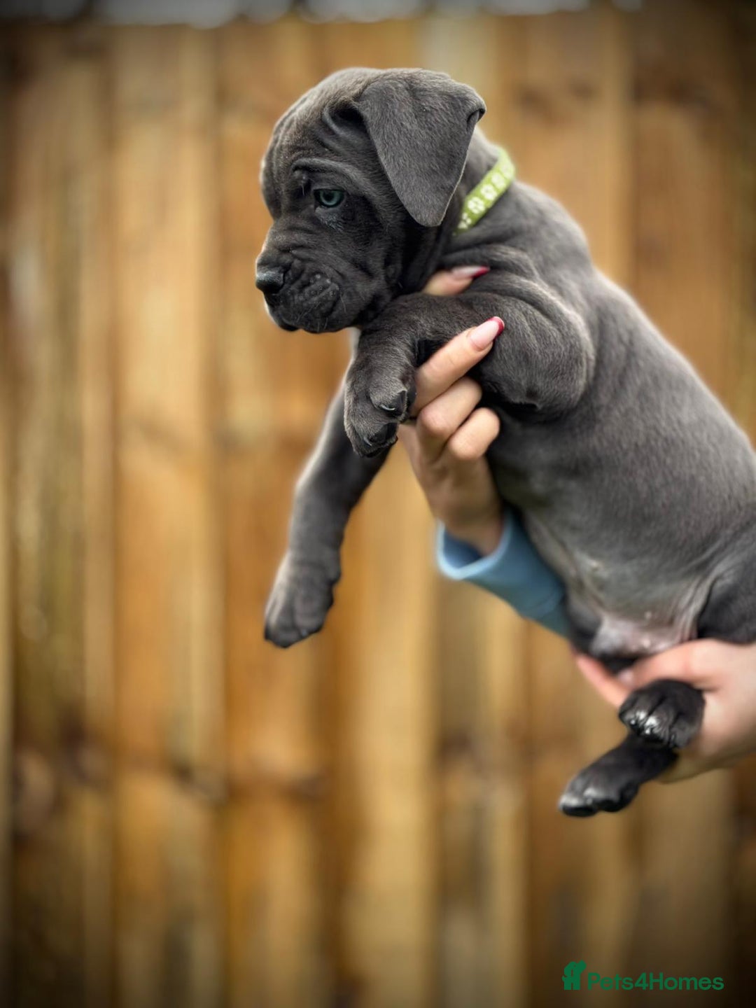 Cane Corso dogs for sale: Balestra Magica Corso IKC/FCI  - Advert 22