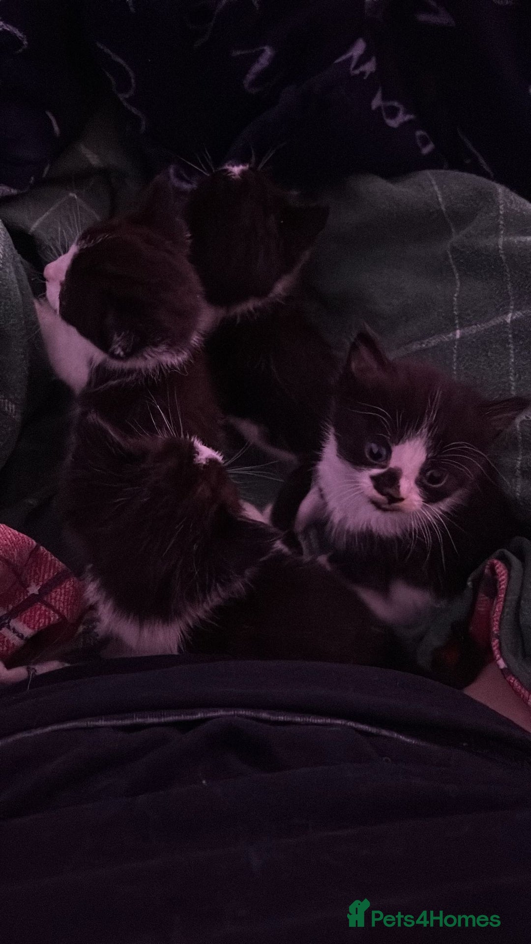 Mixed Breed cats for sale: Beautiful Kittens For Sale - Advert 6