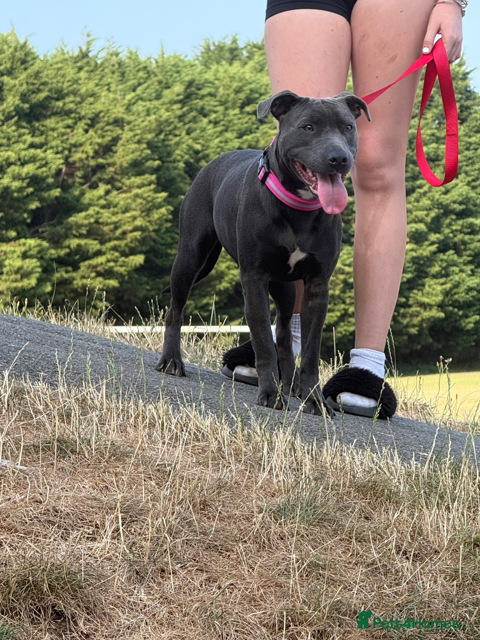 Mixed Breed dogs 9 month old staffie cross  - Advert 4