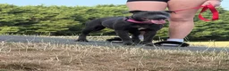 Mixed Breed dogs for sale: 9 month old staffie cross  - Advert 1