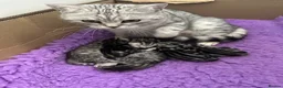 British Shorthair cats for sale: Pedigree British Shorthair Silver Tabby kittens - Advert 22
