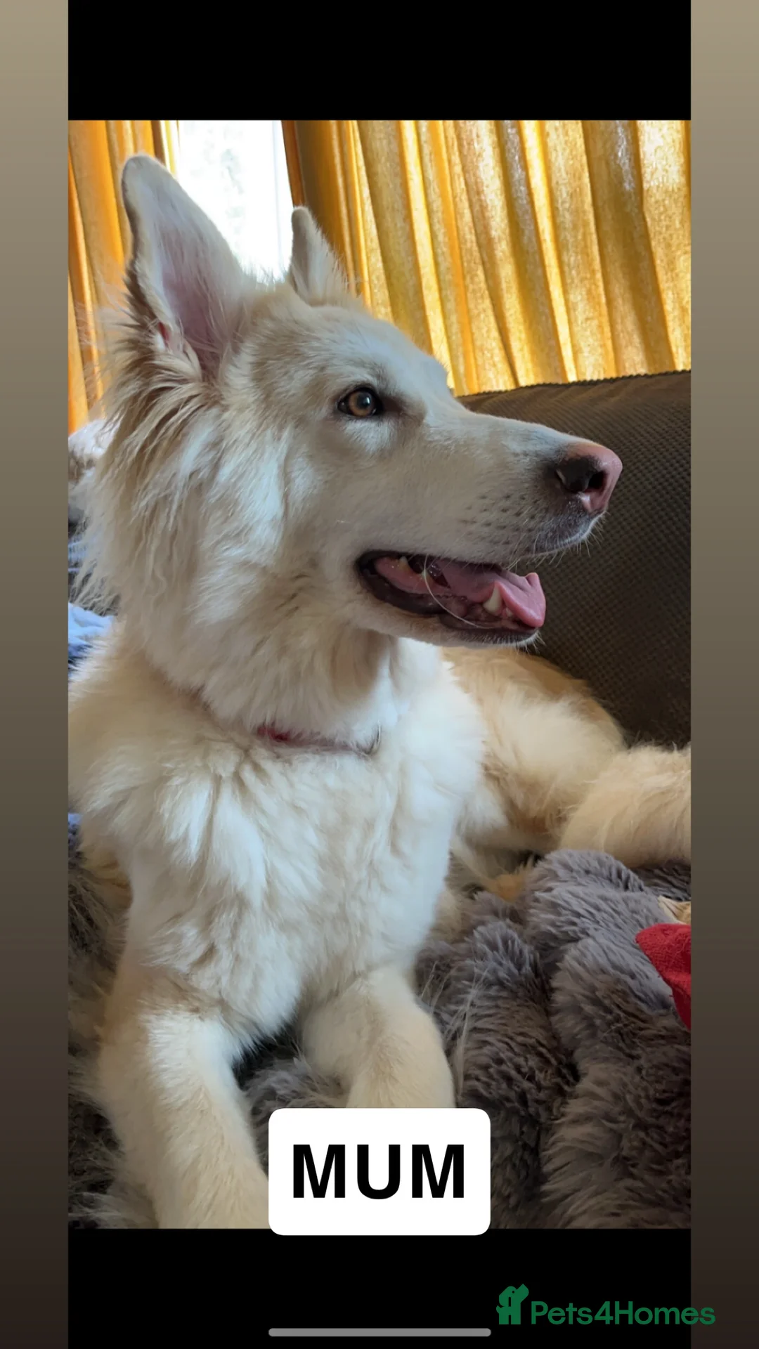 German Shepherd dogs for sale: Beautiful KC Reg Straight Back German Shepherds🐾 - Advert 35