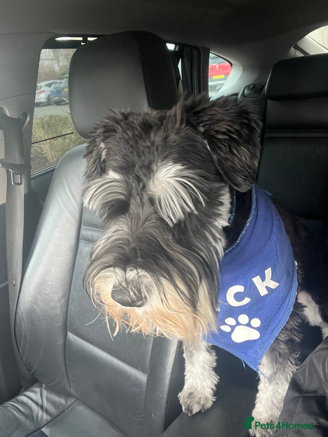 Miniature Schnauzer dogs for stud: 🐾🌟Miniature Schnauzer Stunning Stud 🌟🐾 - Advert 7