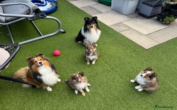 Shetland Sheepdog dogs for sale: Purebred Shetland Sheepdog Puppies - Image 1