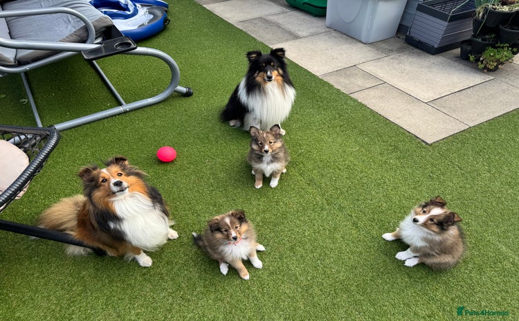 Shetland Sheepdog dogs - Advert 1