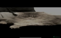 Maine Coon cats for sale: PUREBRED MALE MAINECOON FOR SALE  - Image 1