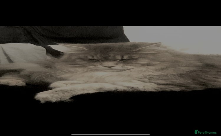 Maine Coon cats - Advert 1