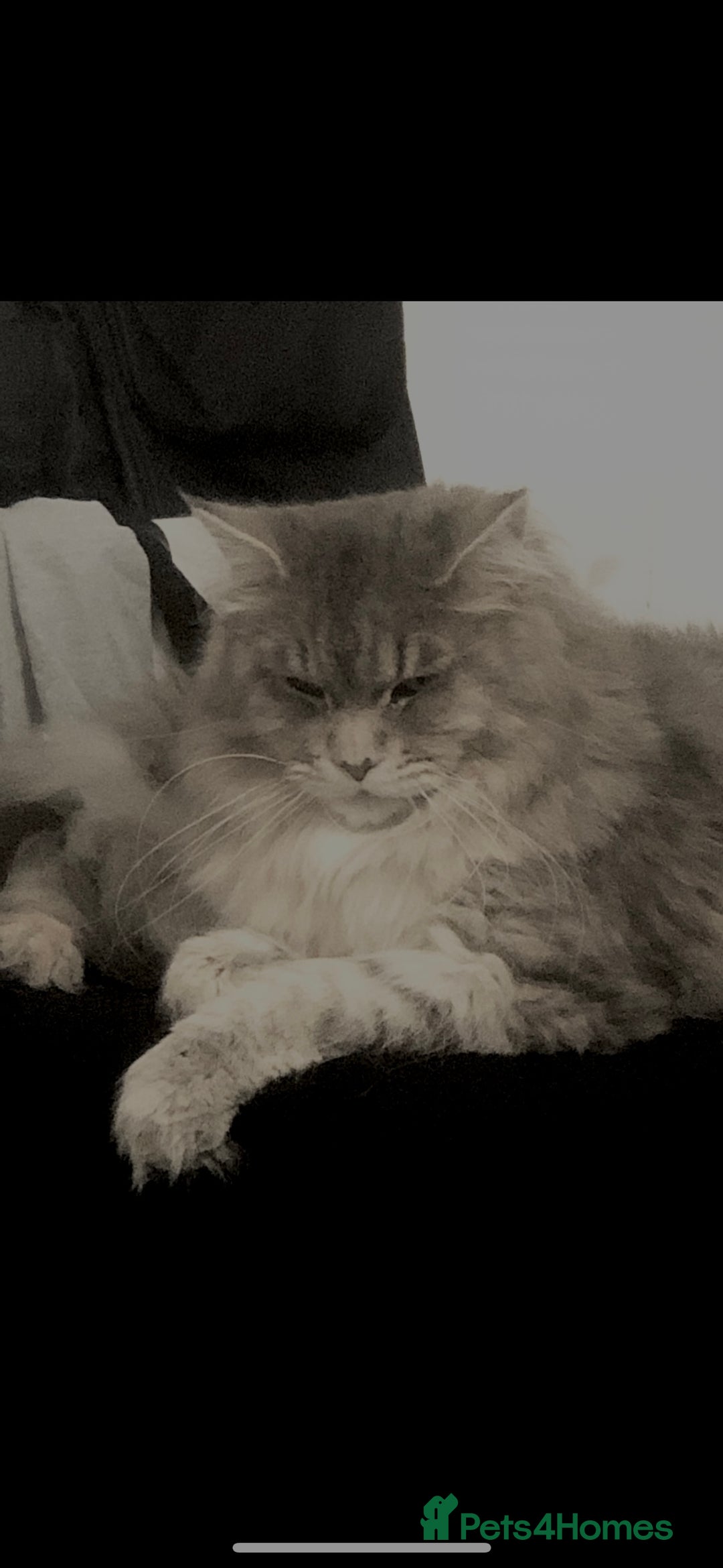 Maine Coon cats for sale: PUREBRED MALE MAINECOON FOR SALE  - Image 1