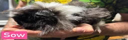 Guinea Pig rodents for sale: Breeding herd of Lunkarya - Advert 6
