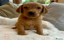 Labrador Retriever dogs for sale: Kc reg fox red Labradors  - Advert 2