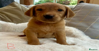 Labrador Retriever dogs Kc reg fox red Labradors  - Advert 6