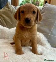 Labrador Retriever dogs Kc reg fox red Labradors - Advert 7