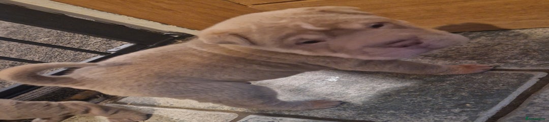 Shar Pei Puppy 2