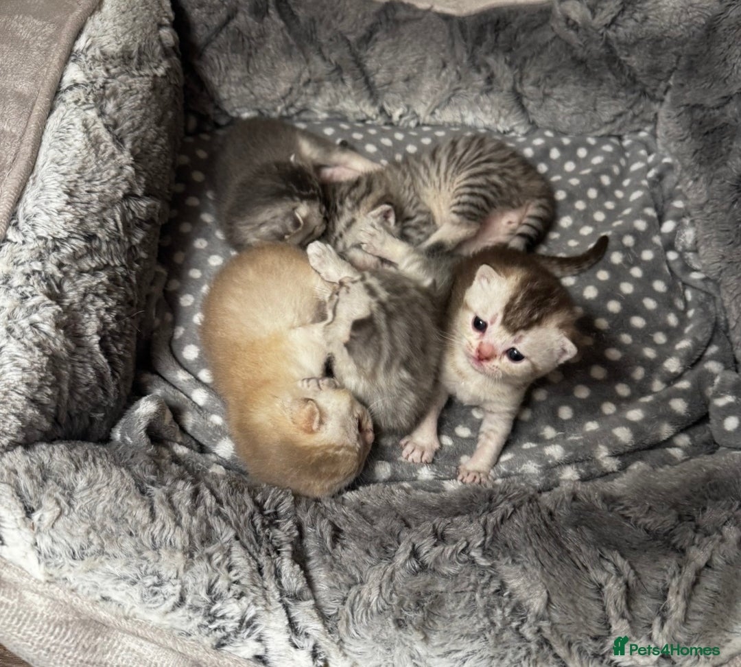 British Shorthair cats for sale: 🐾 Beautiful British Shorthair Kittens 🐾 - Advert 3