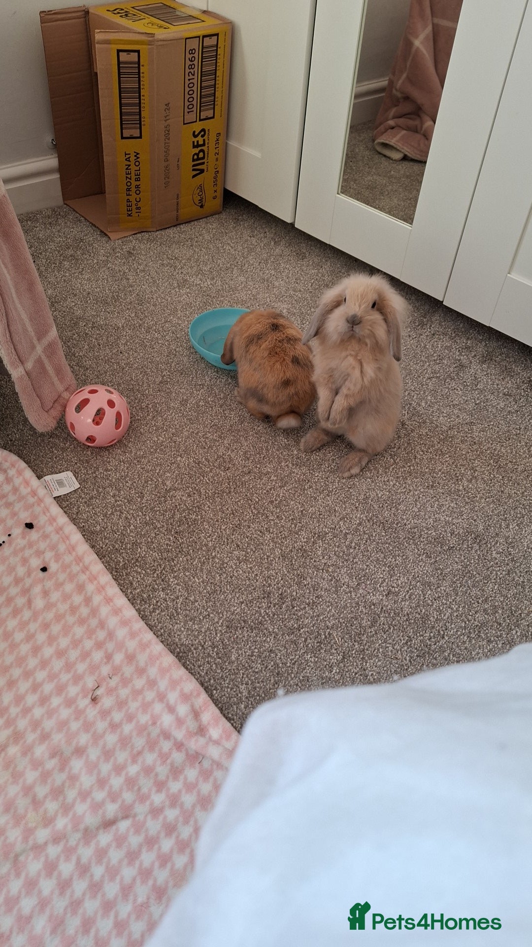 Mixed Breed rabbits for sale: Mini lop x lion head - Advert 4