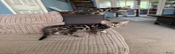 Bengal cats for sale: TICA Bengal kittens available.  - Advert 9