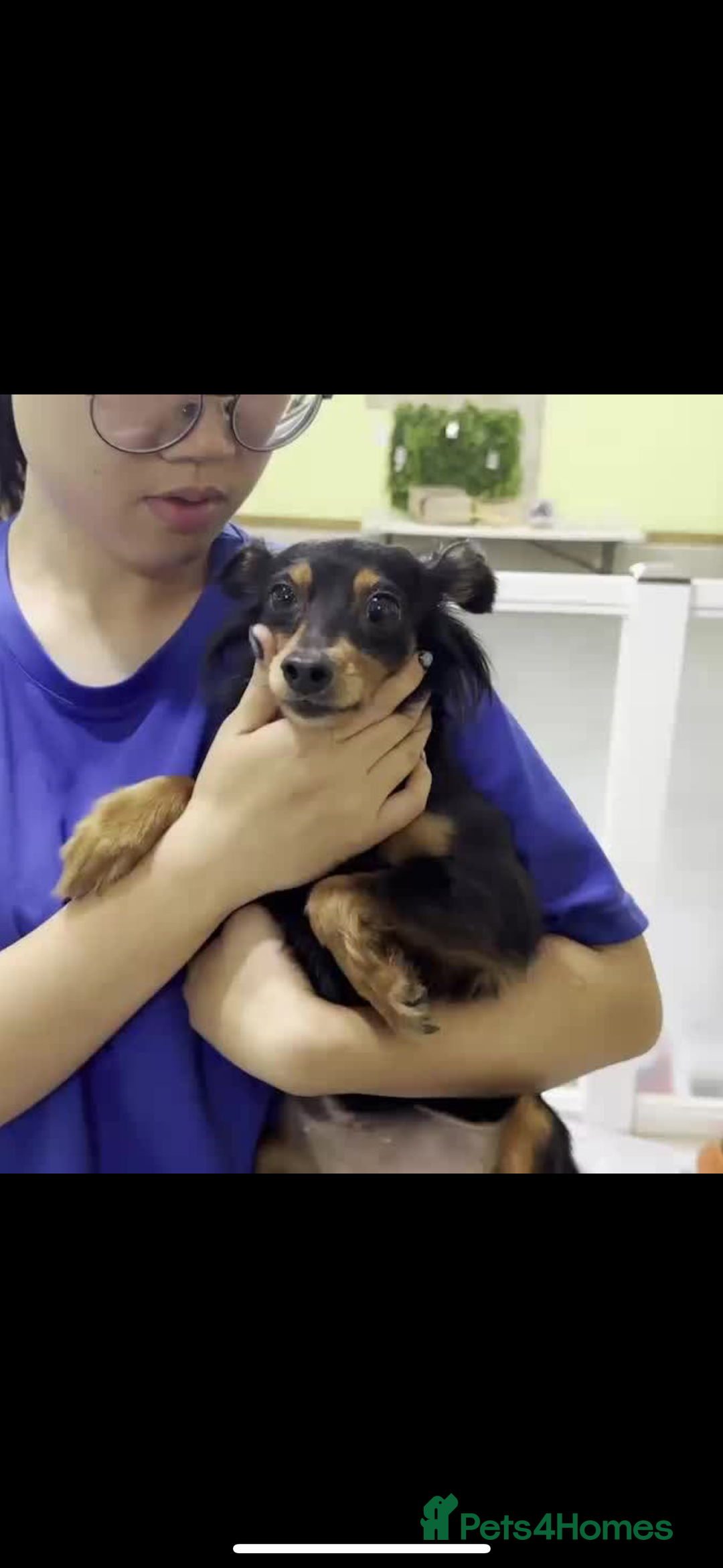 Miniature Pinscher dogs for adoption: rosie 5 years  mini pincher meat trade  survivor - Image 3