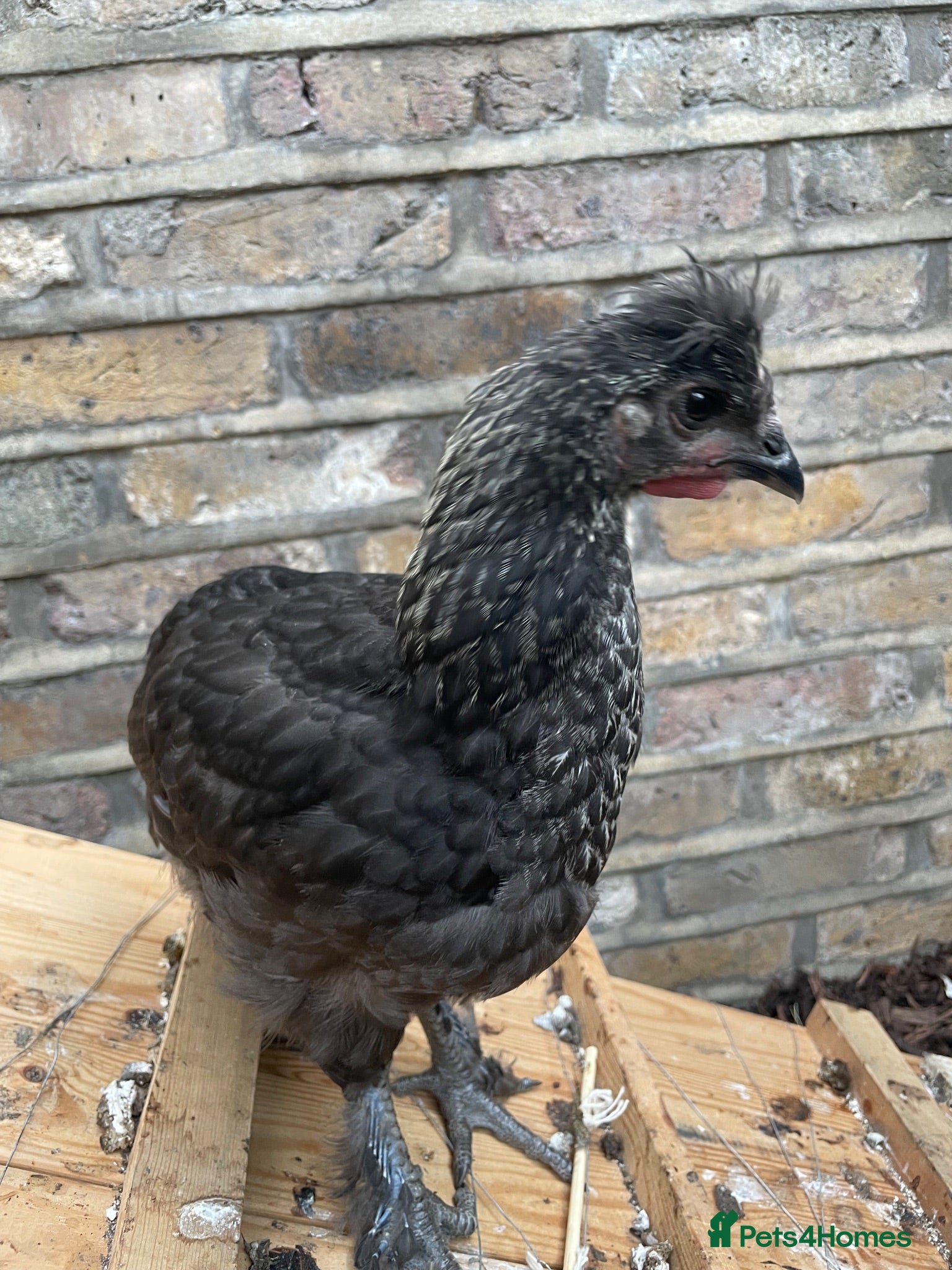 Chickens poultry Friendly little cockerel  - Advert 15