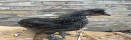 Chickens poultry for sale: Friendly little cockerel  in London - Advert 1