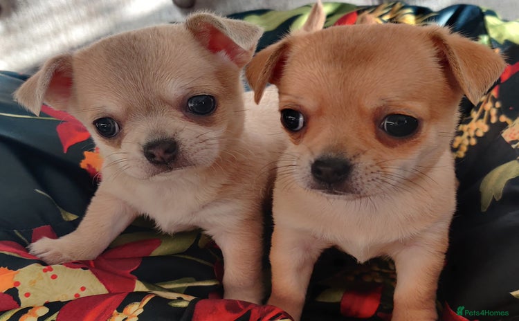 Chihuahua dogs - Advert 1