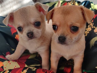 Chihuahua dogs - Advert 4