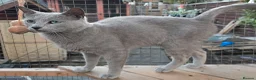 Russian Blue cats for sale: Champion Sired Russian Blue Kittens - Advert 8