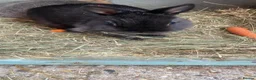 Netherland Dwarf rabbits for sale: Rabbits for sale - Advert 15