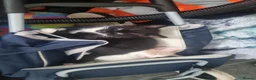 Mixed Breed cats for sale: 2 kittens - Advert 3