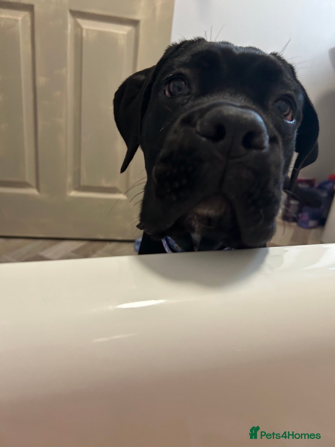 Cane Corso dogs for sale: Female 6 month old cane Corso  - Image 6