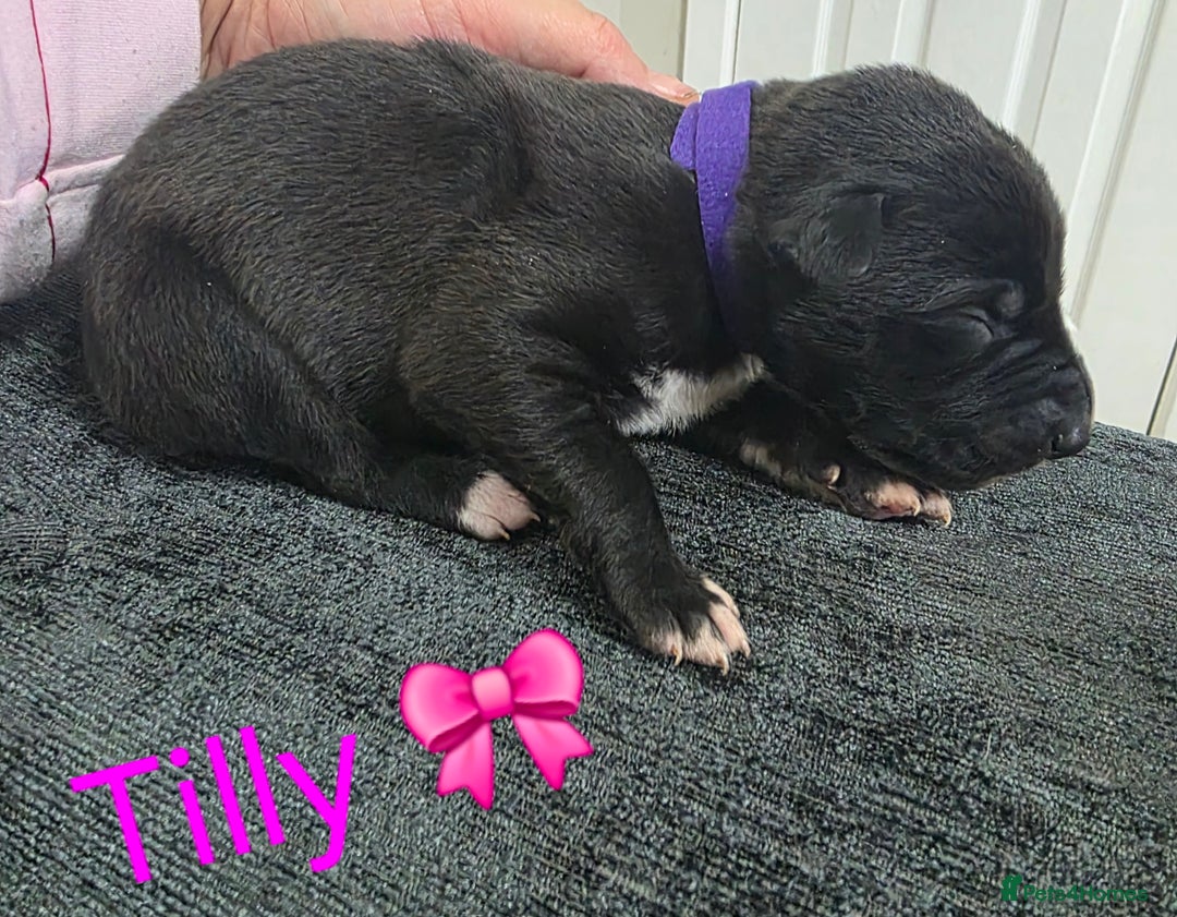 Mixed Breed dogs for sale: Saluki collie bull whippet greyhound pups - Advert 9