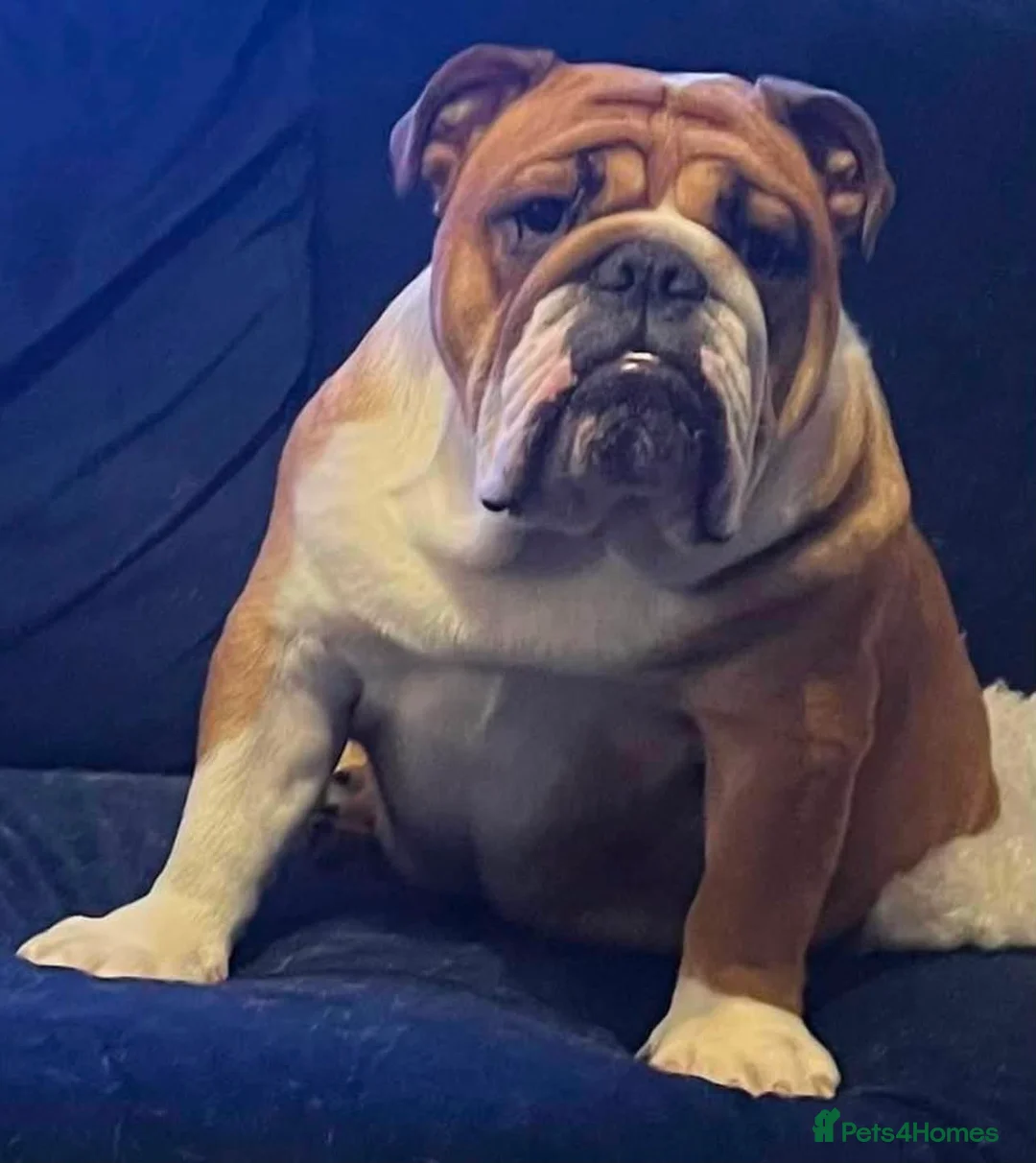 English Bulldog dogs for sale: English bulldog gorgeous pups kc registered  - Advert 27