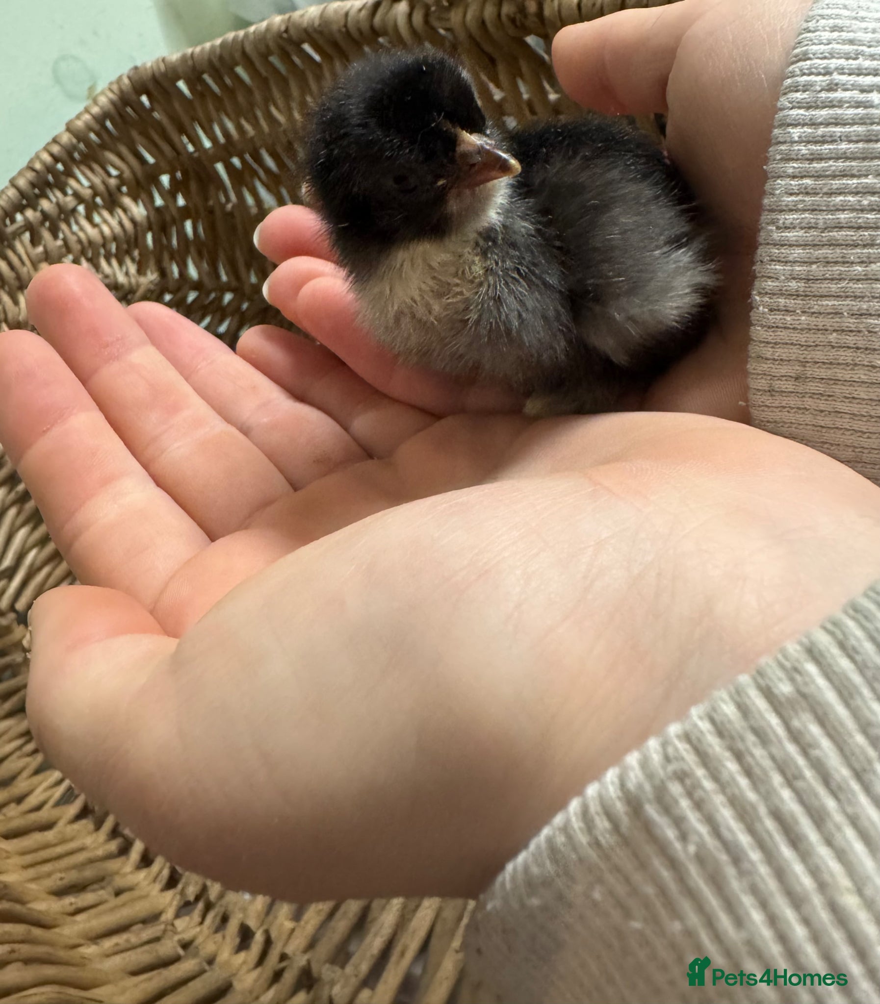 Chickens poultry *Pekin bantams chicks* hatched 3/4/26 - Advert 7