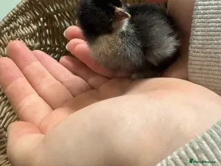 Chickens poultry *Pekin bantams chicks* hatched 3/4/26 - Advert 7