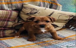 Norfolk Terrier dogs for sale: Stubleywood 3/4 Norfolk puppies - Image 6