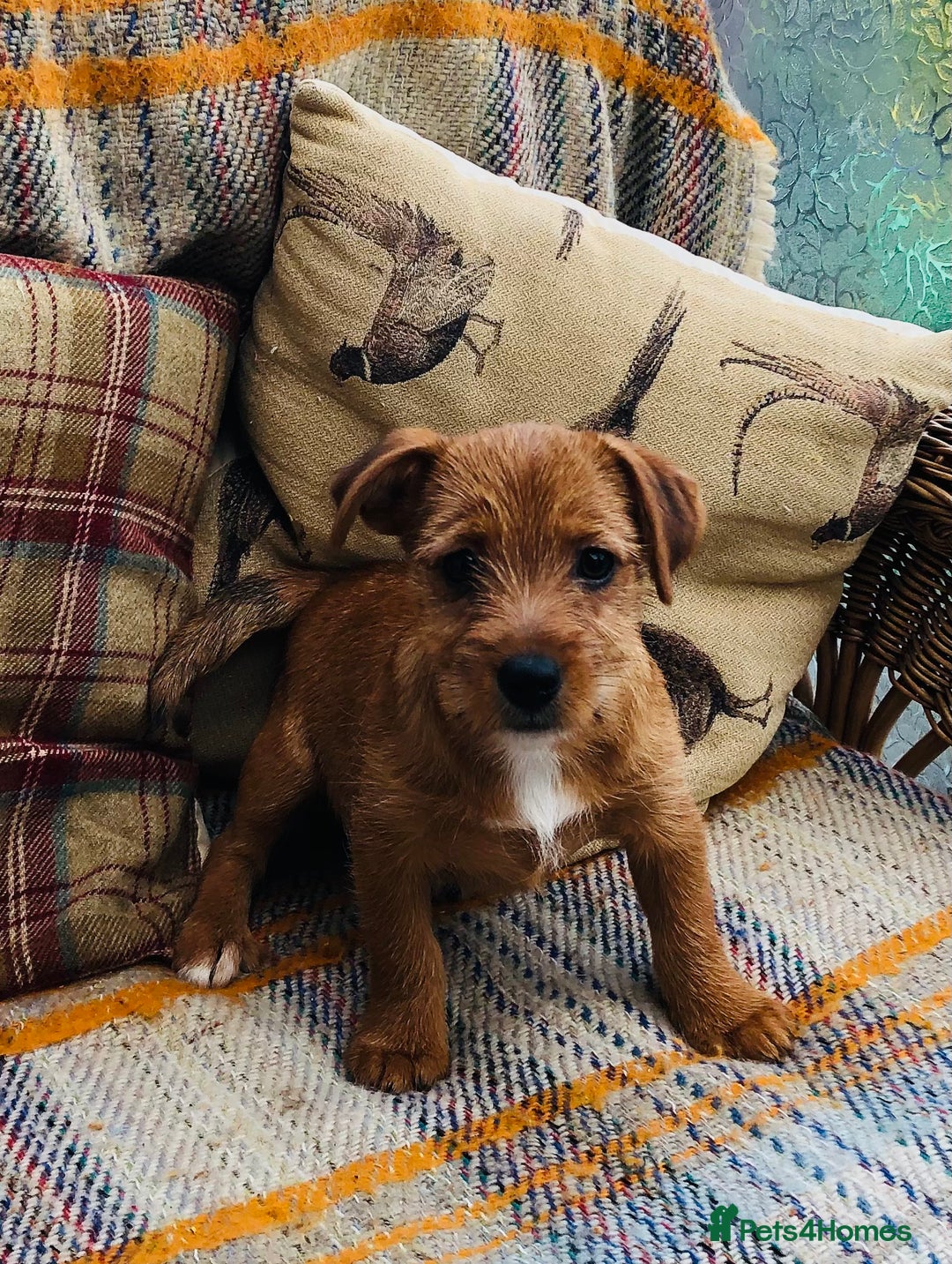 Norfolk Terrier dogs for sale: Stubleywood 3/4 Norfolk puppies - Image 6