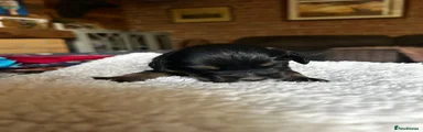 Sprocker 4