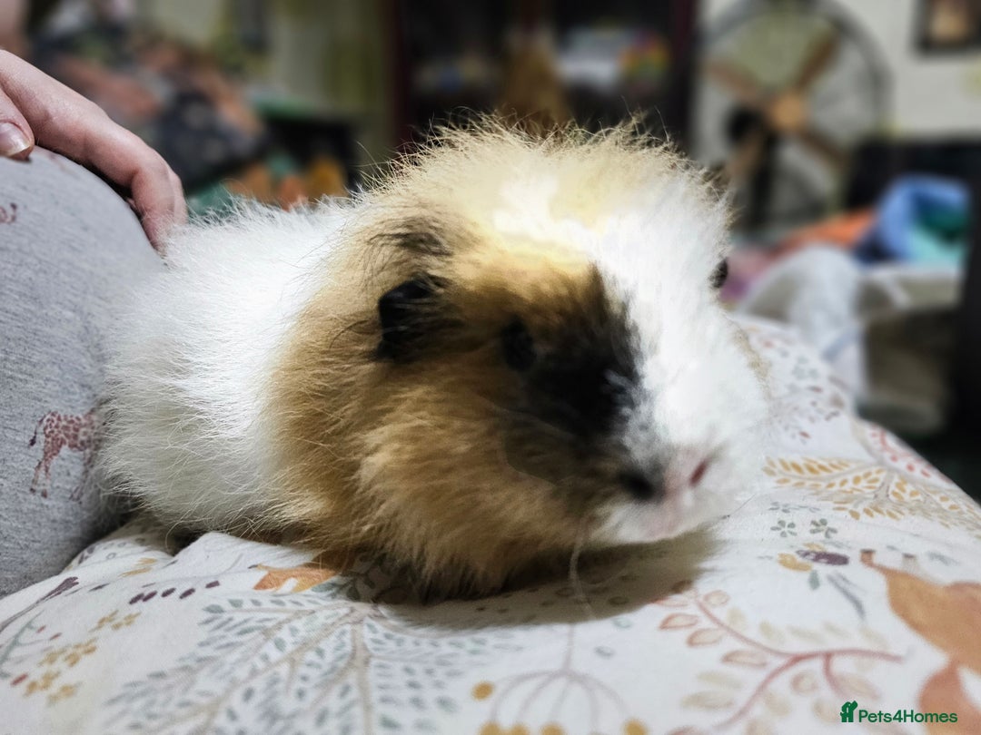 Guinea Pig rodents for sale: Beautiful Swiss Boar - Image 2