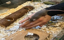 Mouse rodents for sale: X4 adult females and x12 litter  - Image 9