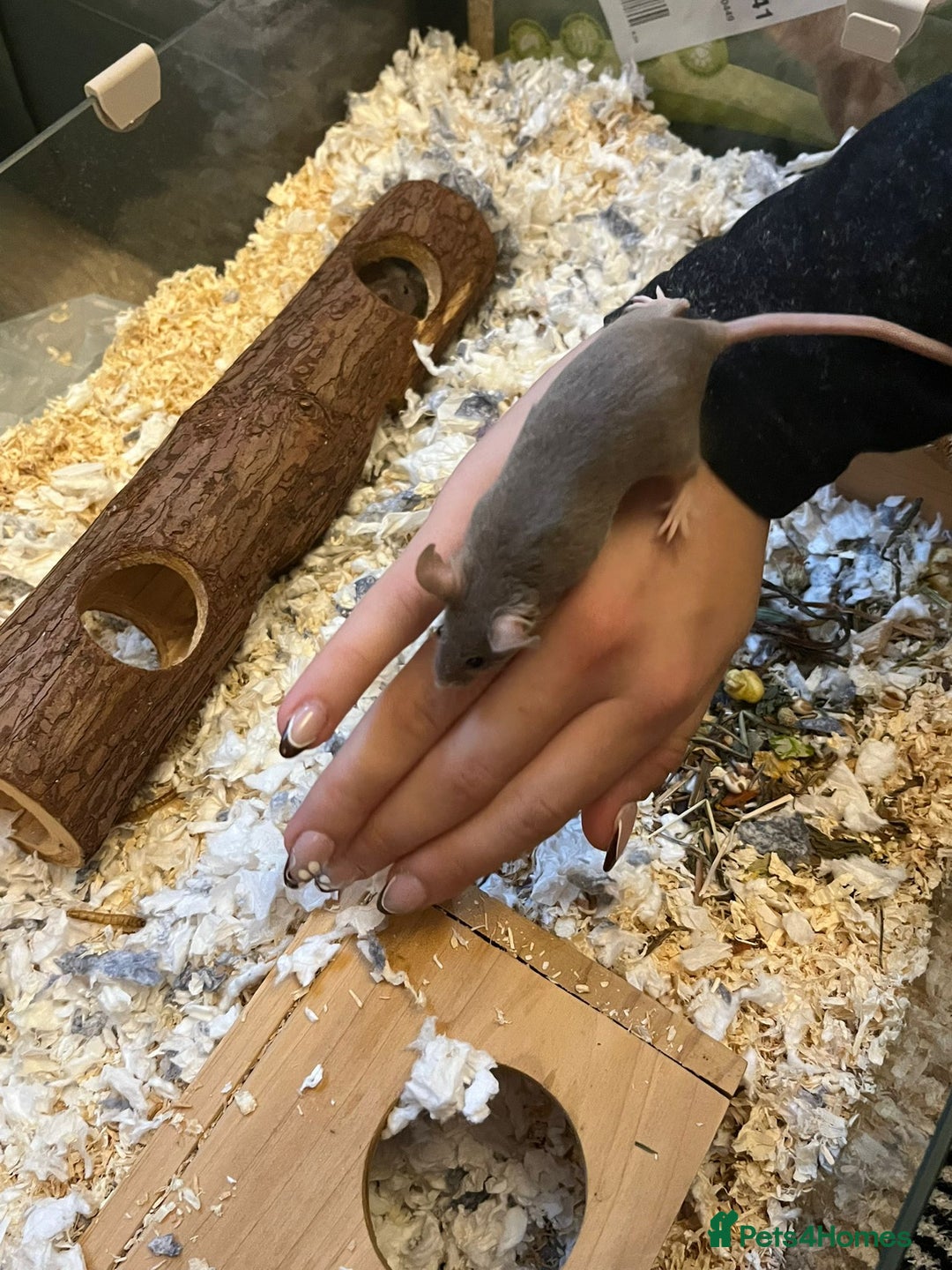 Mouse rodents for sale: X4 adult females and x12 litter  - Image 9