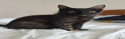 Mixed Breed cats for sale: Beautiful Black Male Kitten - Advert 3
