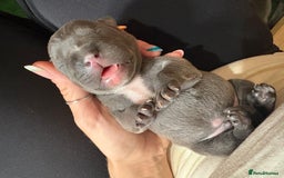 Staffordshire Bull Terrier dogs for sale: Blue staffy pups (mum is champion bred kc) - Image 7