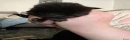Mixed Breed cats for sale: 3 kittens  - Advert 9