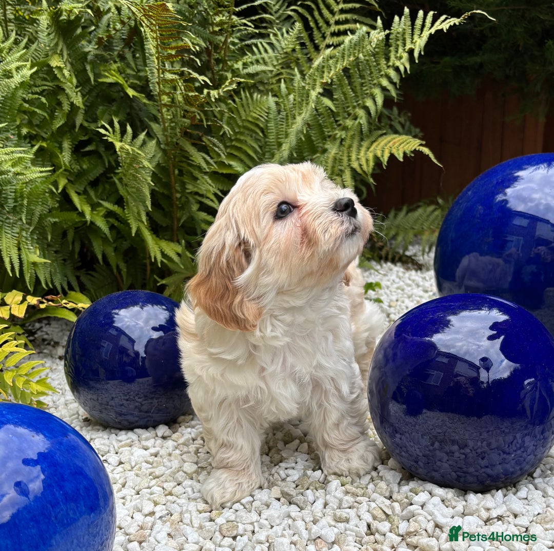 Havanese dogs for sale: 3 Beautiful Havanese Pedigree Puppies - Image 25