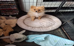 Pomeranian dogs for sale:  WELL BRED ** POMERANIAN - Image 9